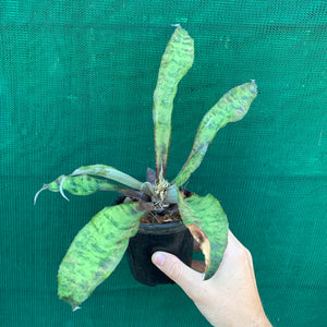 Cryptanthus - Jade