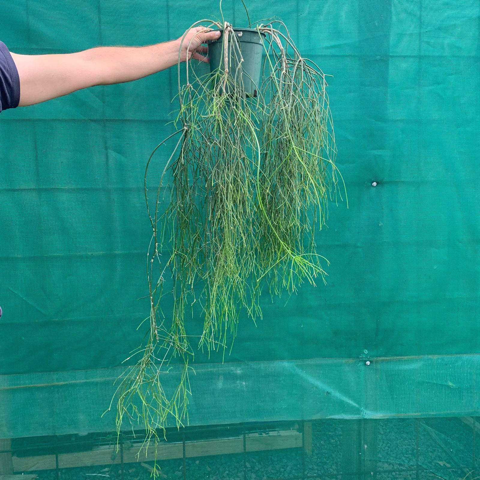 Rhipsalis teres - R8