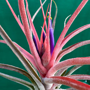Tillandsia - Success Story ex. RFI