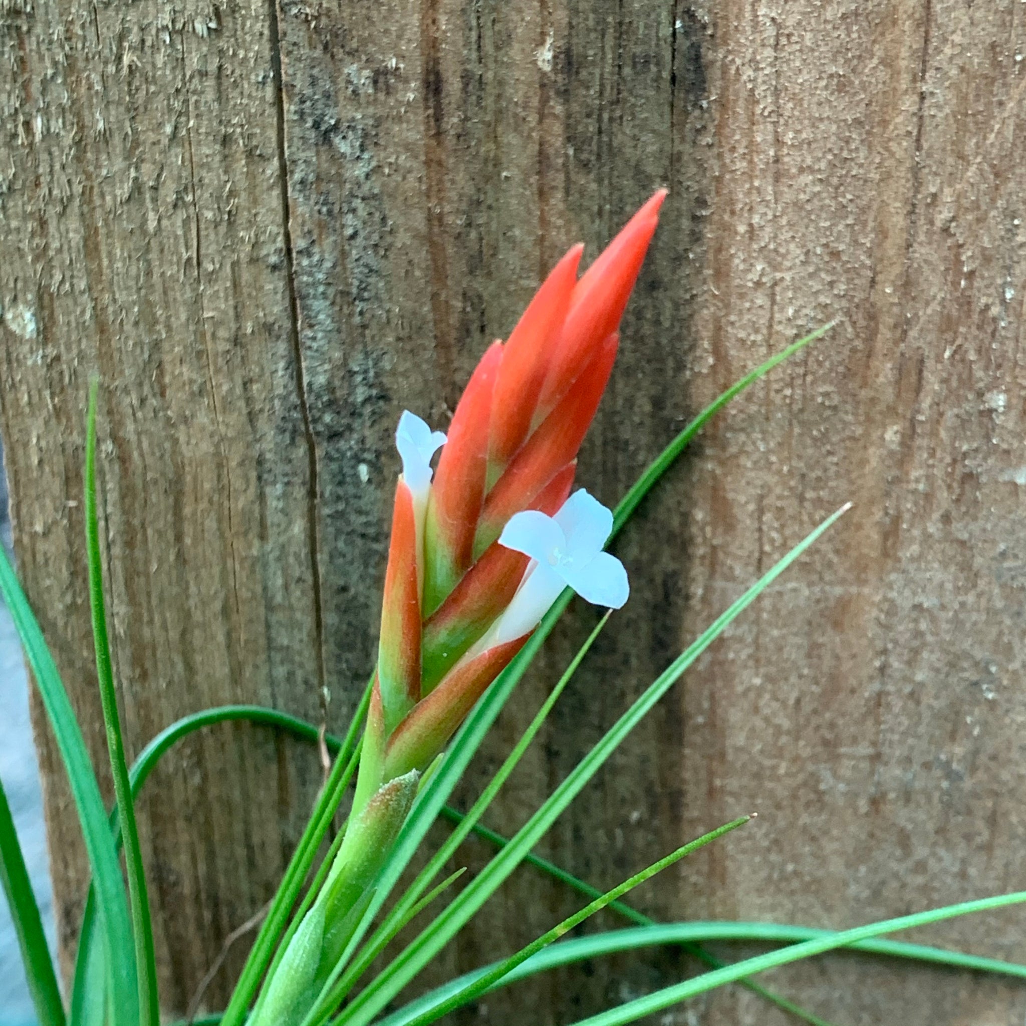 caulescens air plant Tillandsia - caulescens