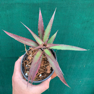 Cryptanthus - Ruby Ryde