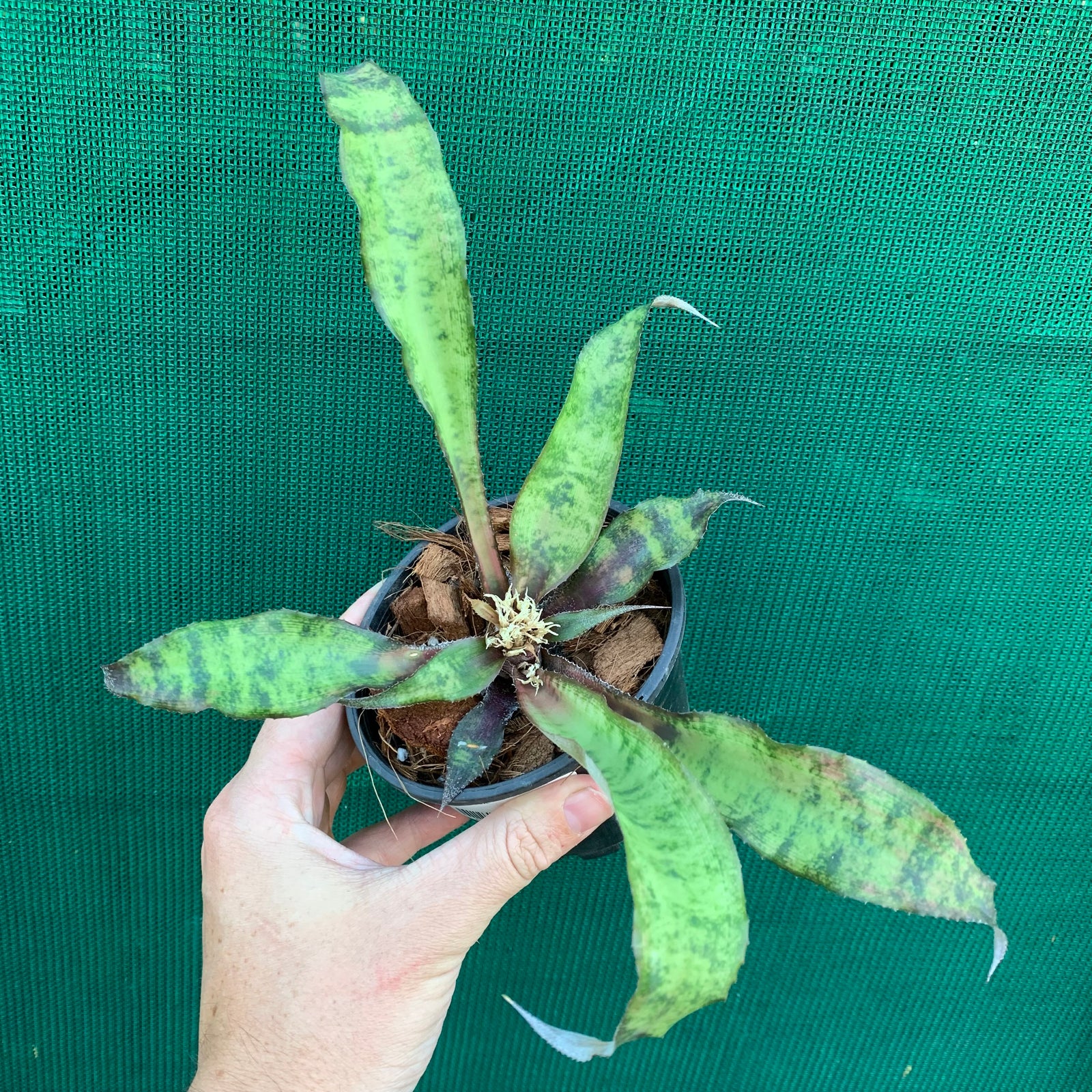 Cryptanthus - Jade