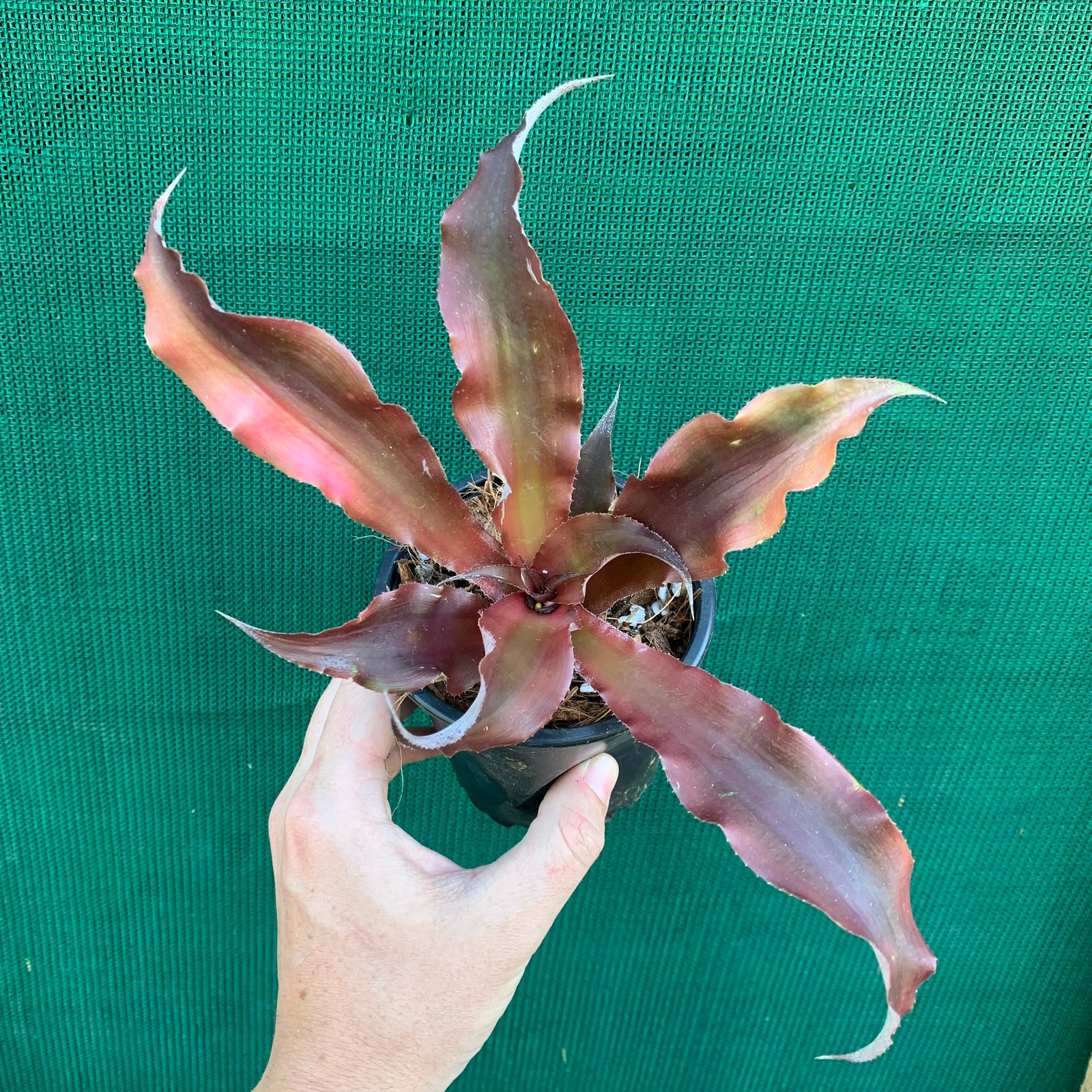 Cryptanthus - Don Garrison