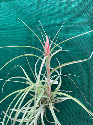 Tillandsia - Heather’s Blush