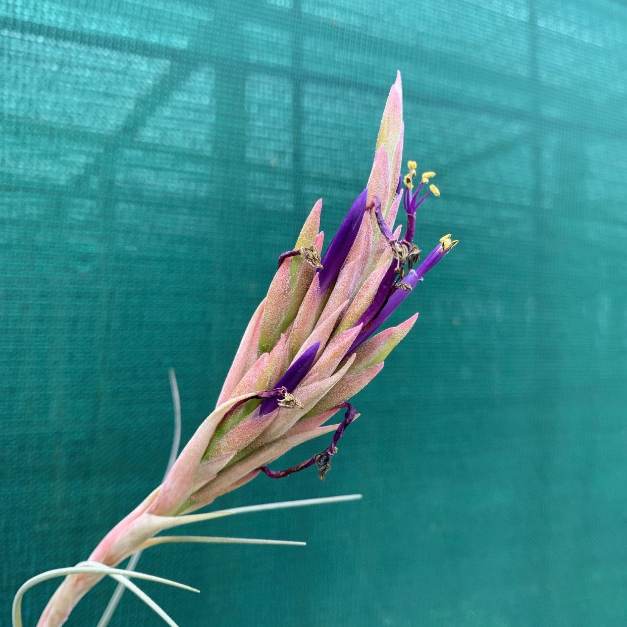 Tillandsia - x Floridana ex. OM