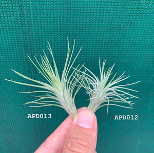 Tillandsia - funckiana ‘APD012’ ex CC