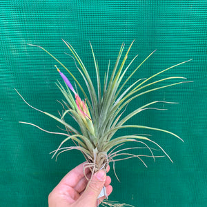 Tillandsia - Boreen ex. GA NEW