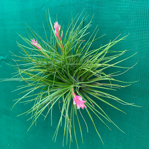 Tillandsia - Repton ex. PT