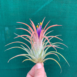 Tillandsia - ionantha ‘Rubra’ ex. CV