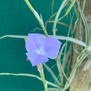 Tillandsia - streptocarpa ‘Giant Flower Seedling’ (Fragrant) NEW