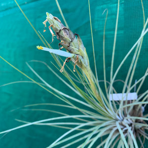 Tillandsia - Milk Junket NEW