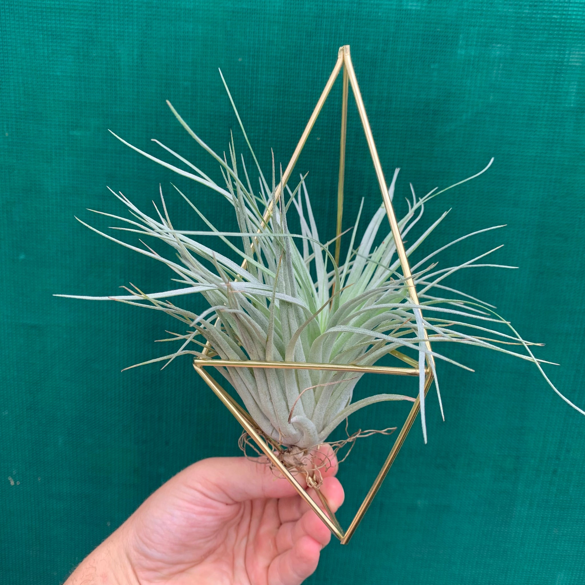 himmeli air plant Himmeli Flat Geo Hanger