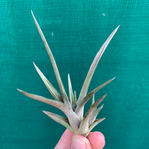 Tillandsia - Esseriana ‘Red Form’ ex. PT