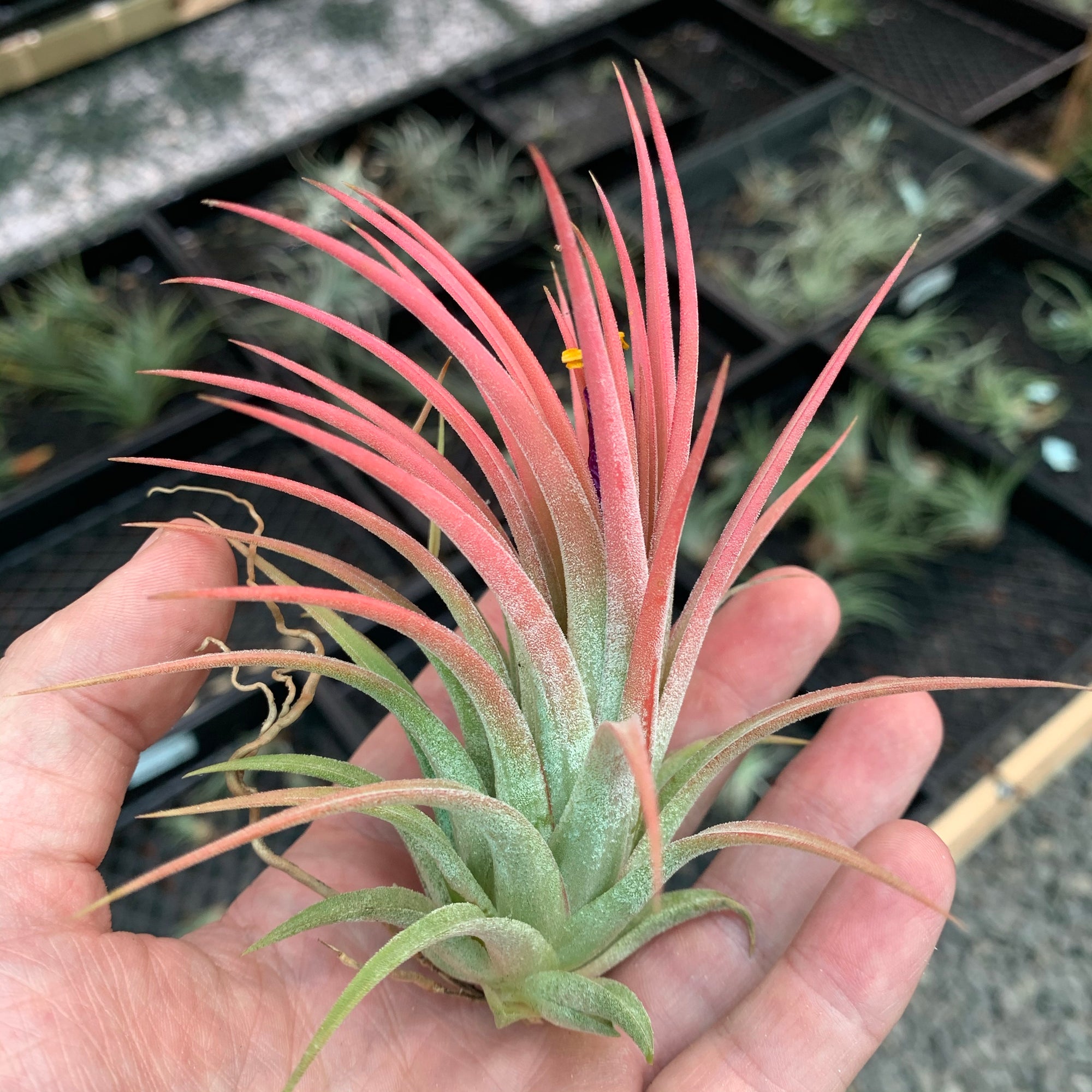 Tillandsia - ionantha ‘Maxima’