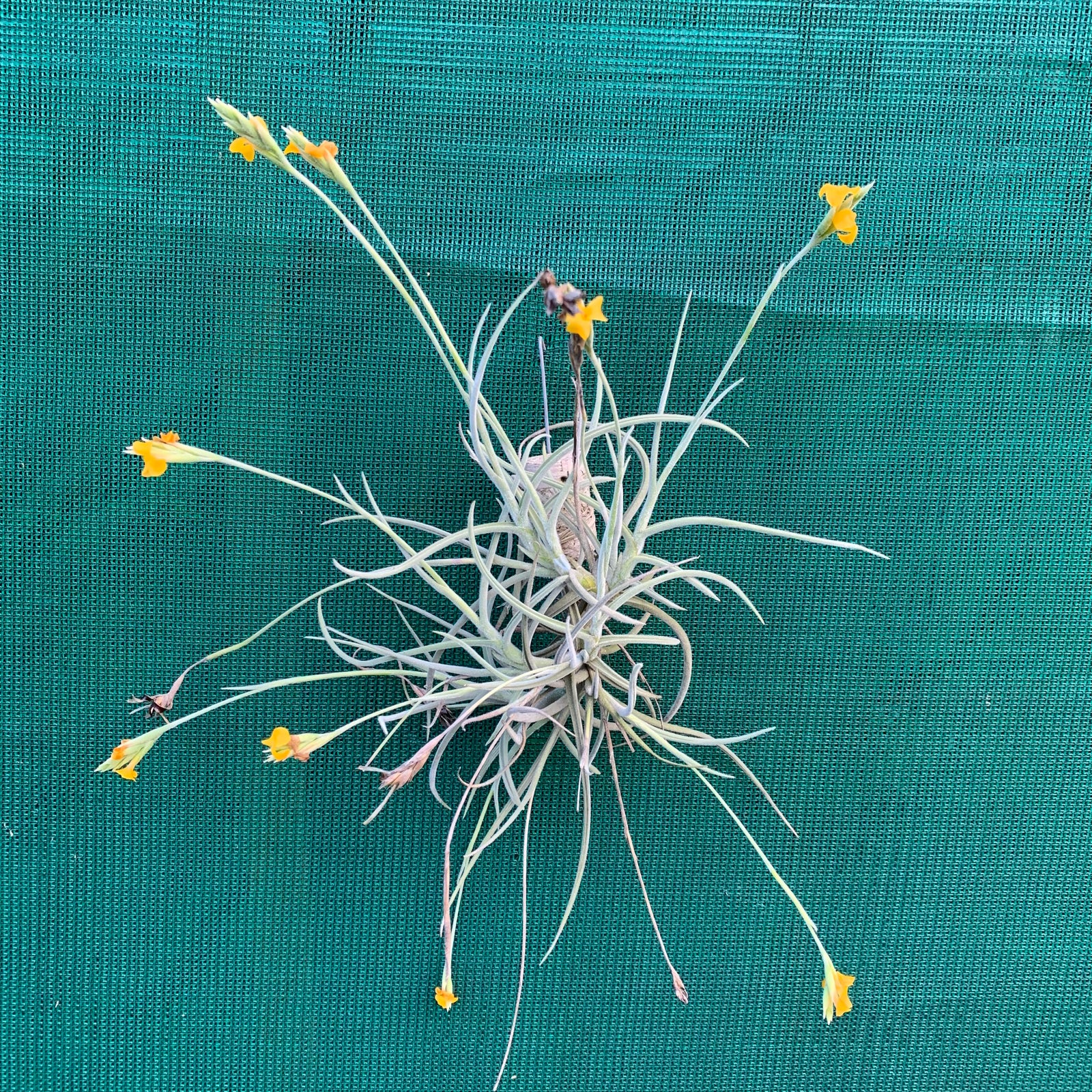 Tillandsia - Rutschmann’s Orange (Fragrant)