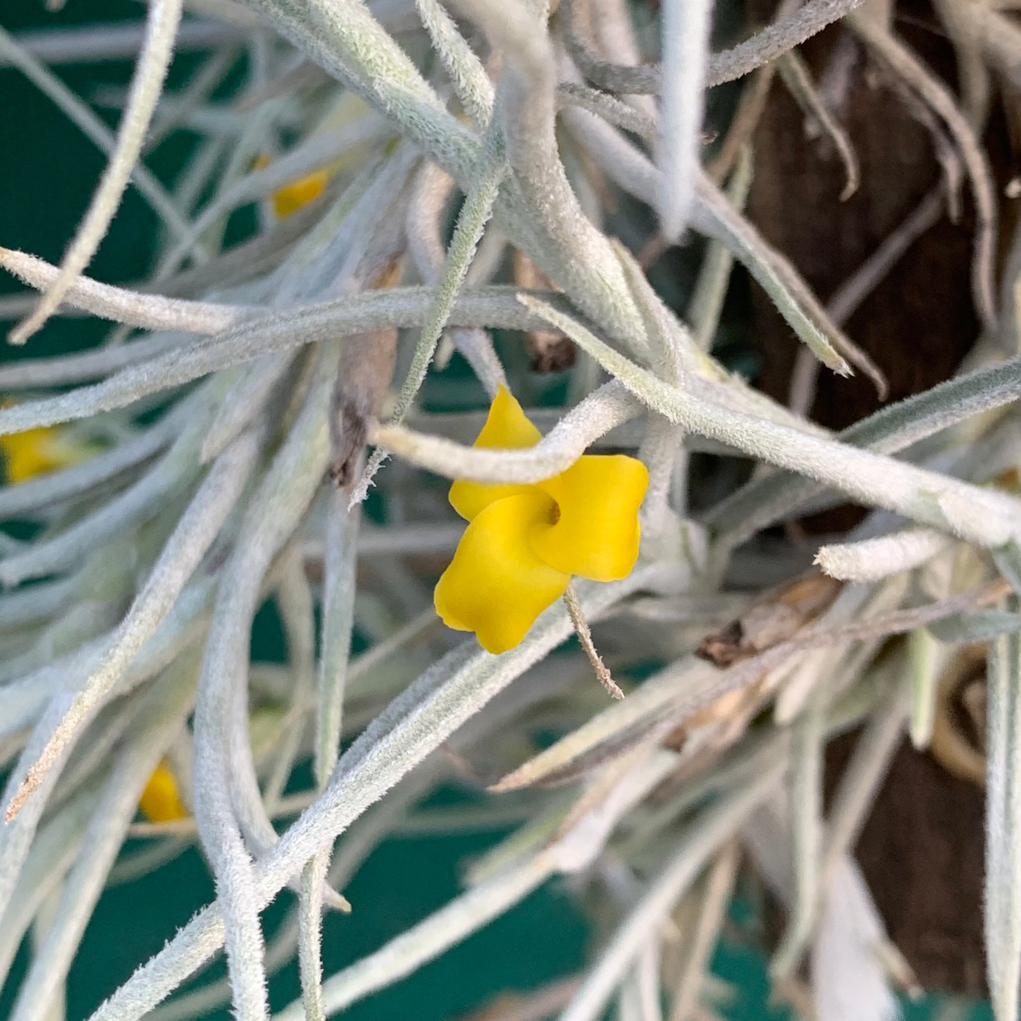 old man beard air plant Tillandsia - Old Man's Gold (Fragrant)
