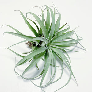 Tillandsia - Betty