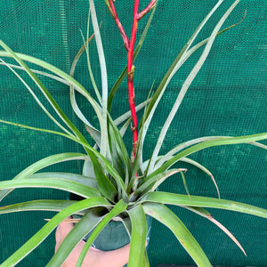 Tillandsia - limbata ex. SN NEW