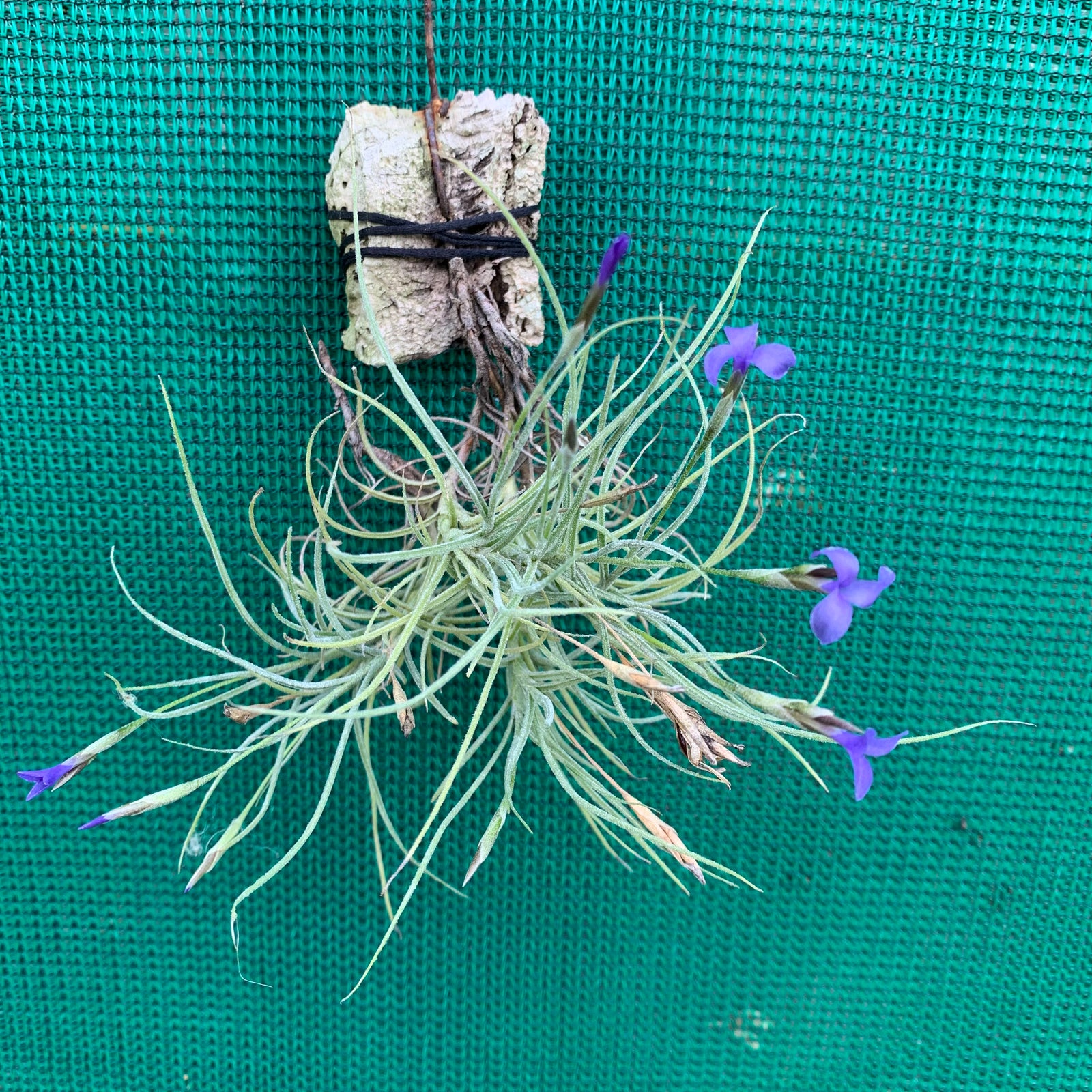 Tillandsia - Baby Blue ex. BG