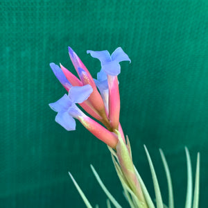 Tillandsia - tenuifolia 'Arturo Isley' ex. JO