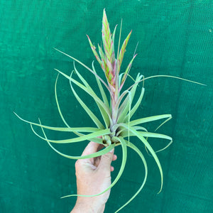 Tillandsia - concolor x streptophylla ? RFI NEW