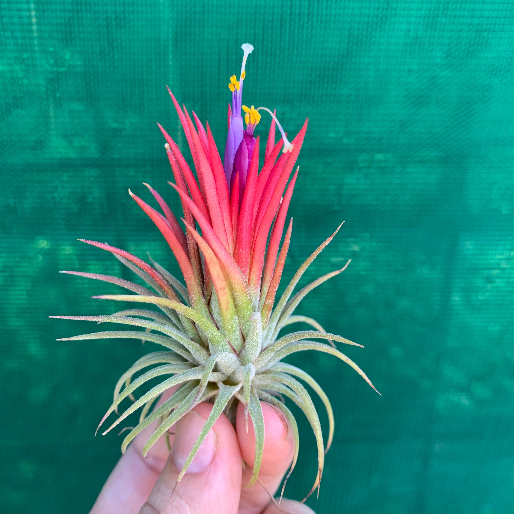 Tillandsia - ionantha 
