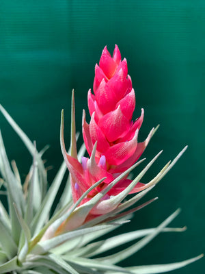 Tillandsia - Houston (Wholesale)