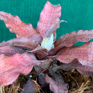 Cryptanthus - Mary Poppins