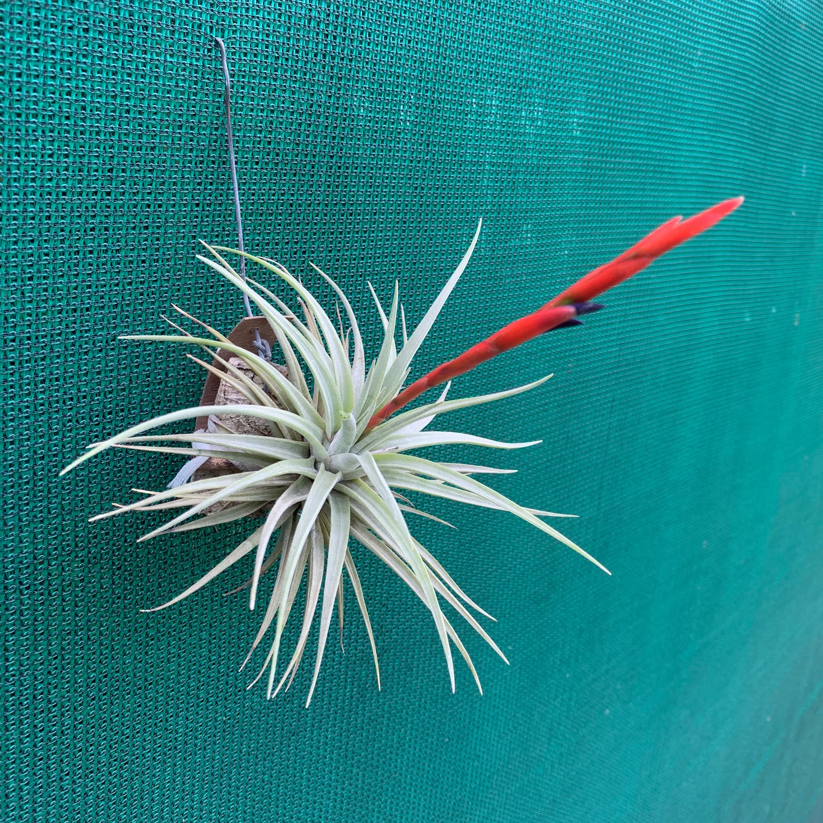 Tillandsia - espinosae