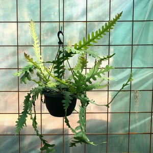 Weberocereus Imitans “Zigzag” - EP8