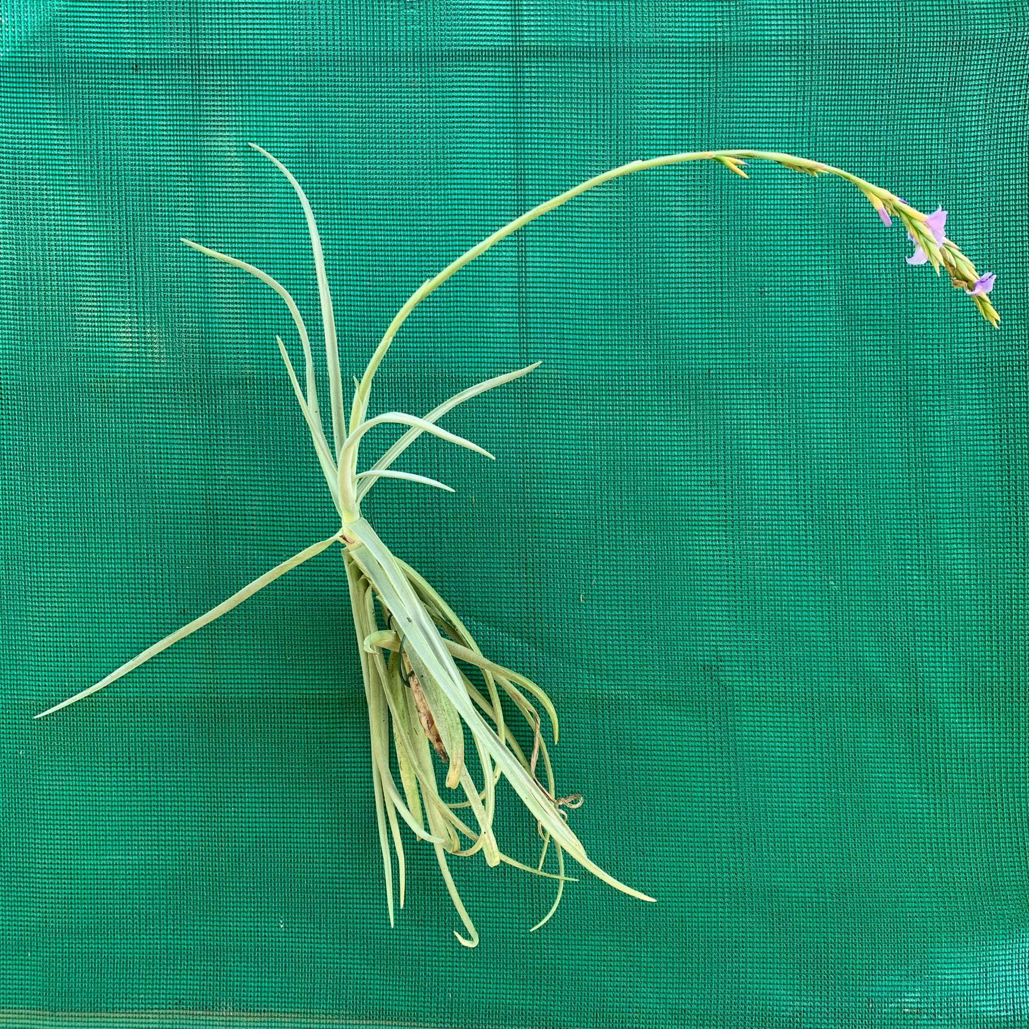 duratii air plant Tillandsia - duratii v. Saxatilas (Fragrant)