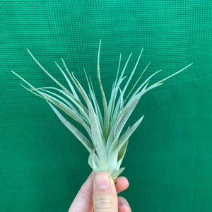 Tillandsia - Houston (Wholesale)