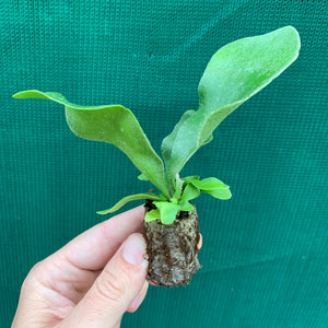 Platycerium - Netherlands ‘Elkhorn Fern’