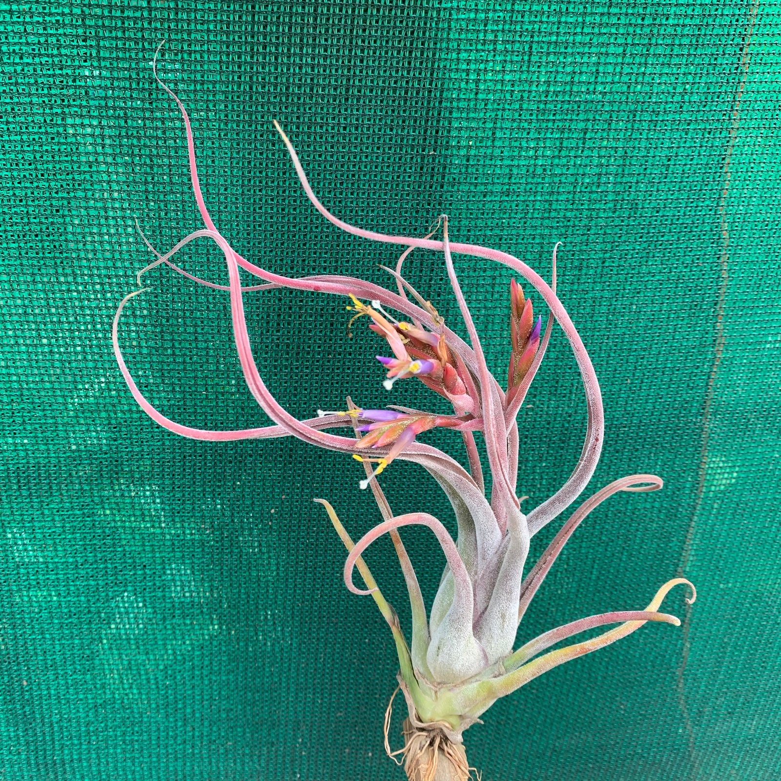 Tillandsia - Dimmit’s Delight