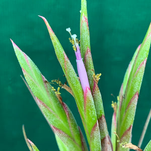 Tillandsia - concolor x streptophylla ? RFI NEW