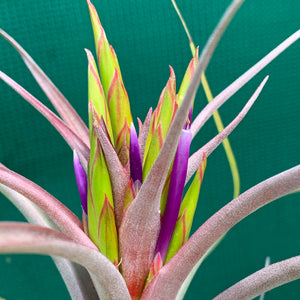 Tillandsia - Phoenix