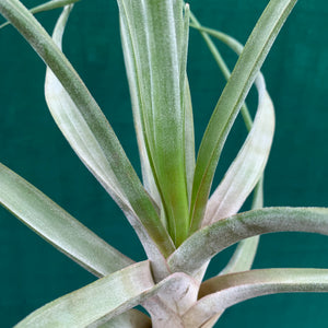 Tillandsia - Novakii ex. PT