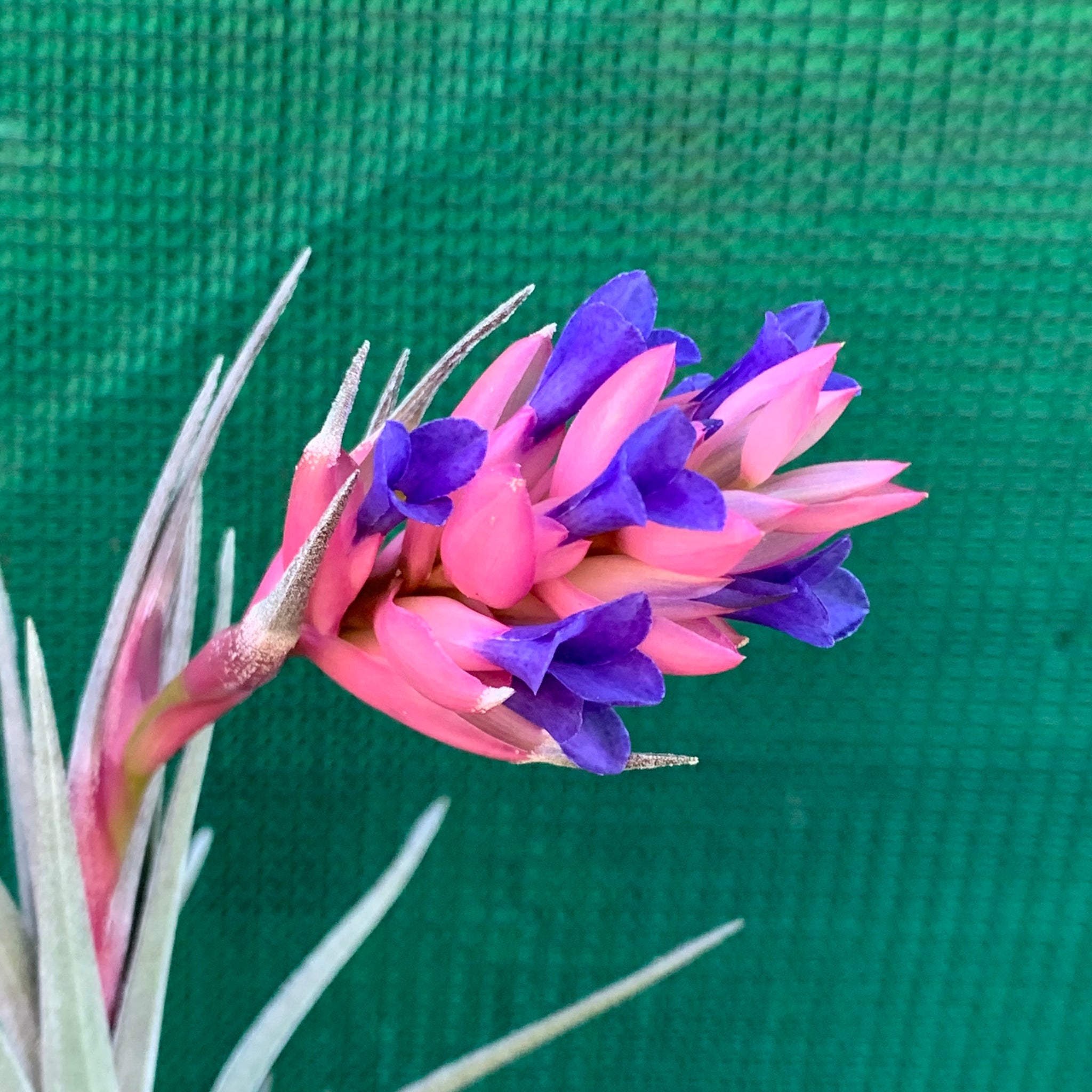 air plant with purple tips Tillandsia - Purple Gem