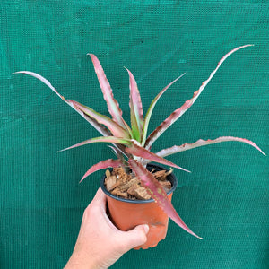 Cryptanthus - Ruby Ryde