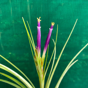 Tillandsia - stricta x fasciculata ex. OM