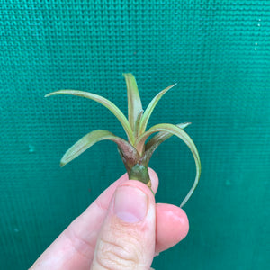 Tillandsia - Temescal ex. PT