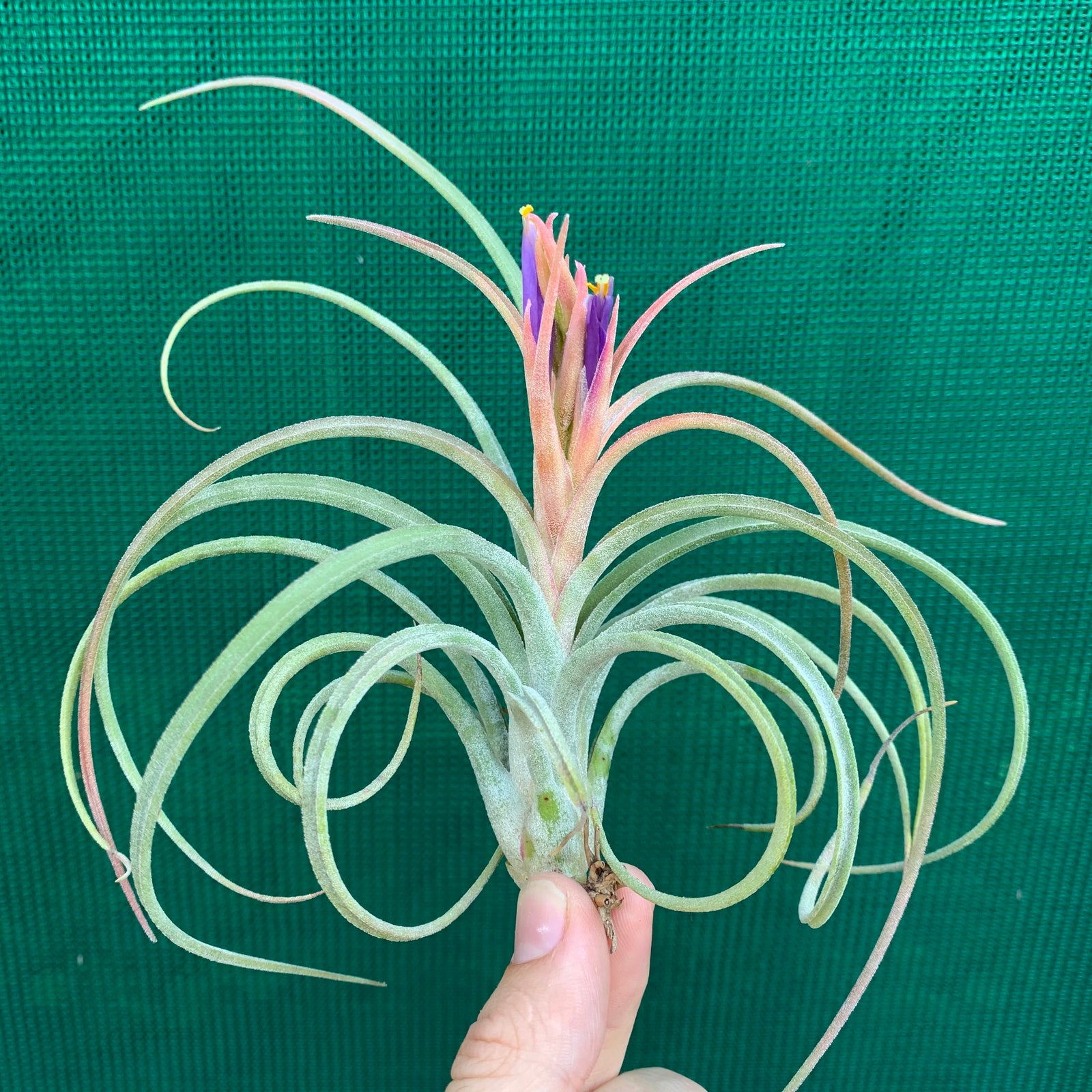 Tillandsia - Califano