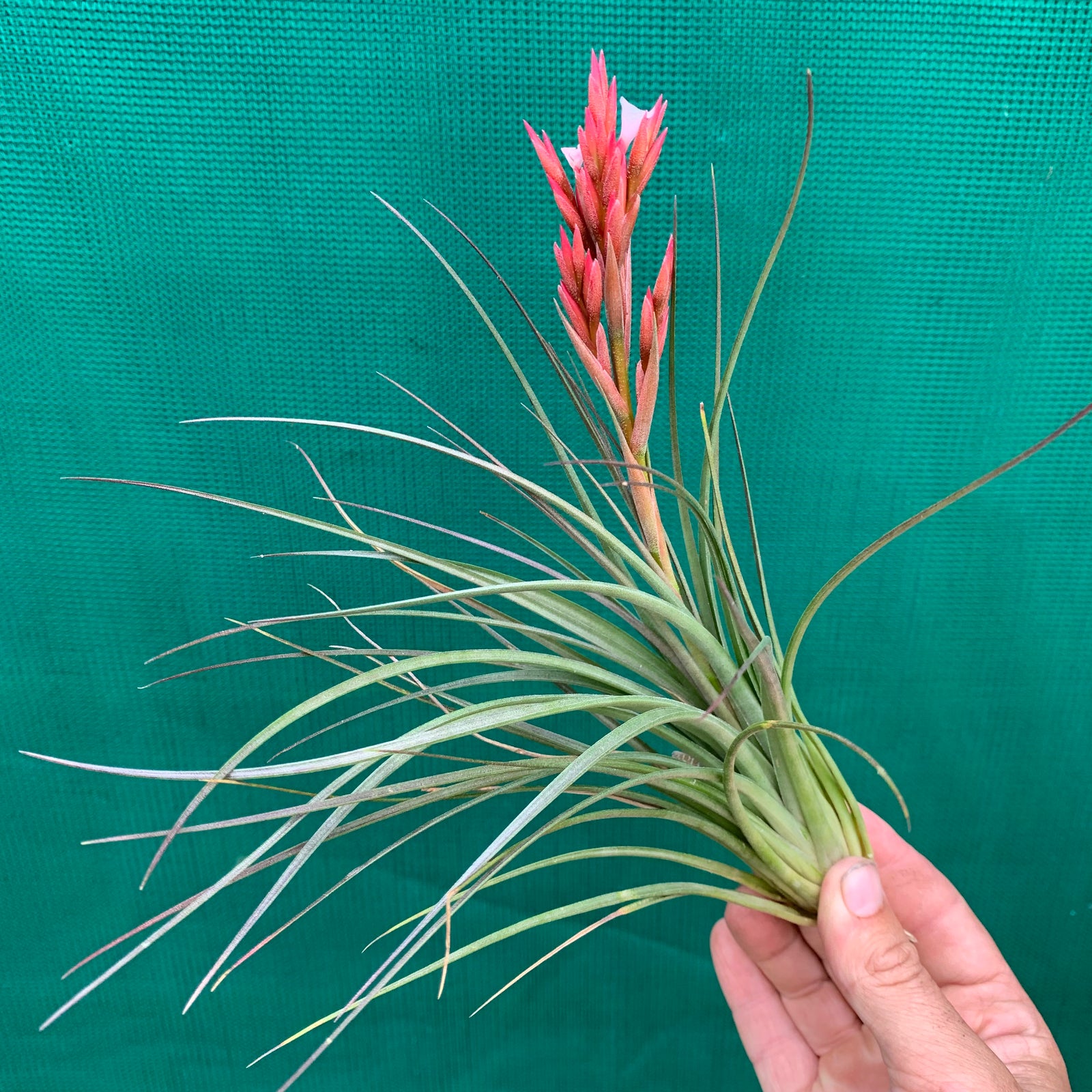 Tillandsia - caulescens x globosa ex. CL