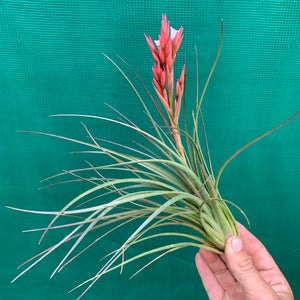 Tillandsia - Caulescens x Globosa ex. CL