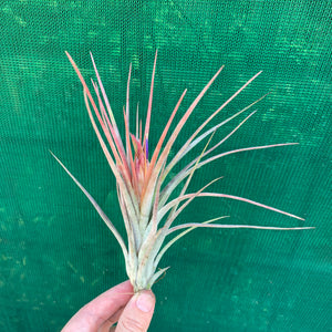 Tillandsia - Califano ‘PB20’