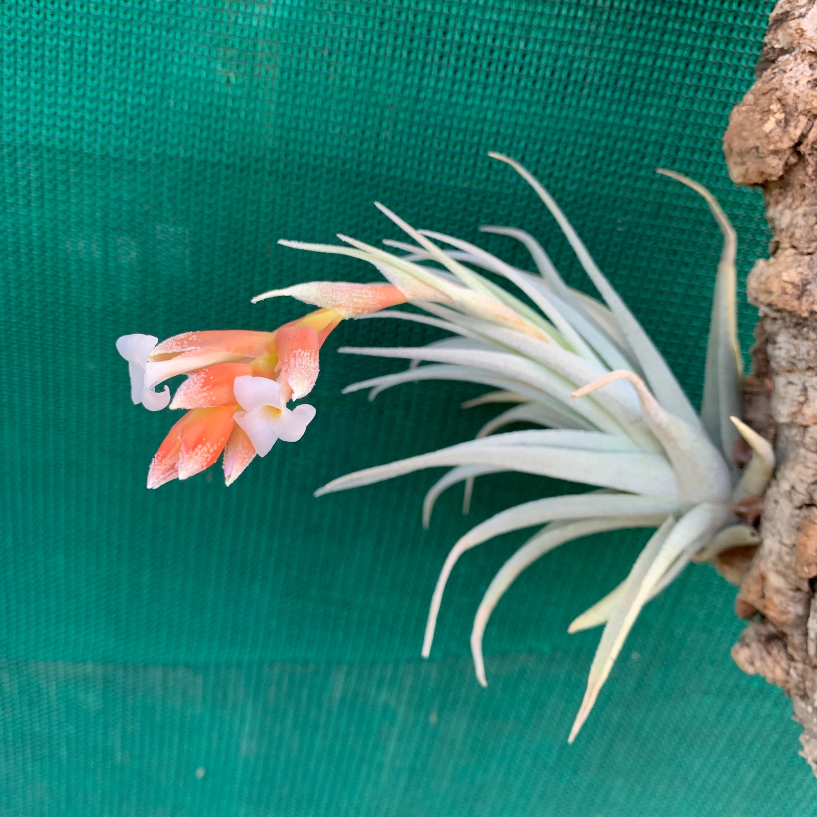 Tillandsia - subsecundifolia