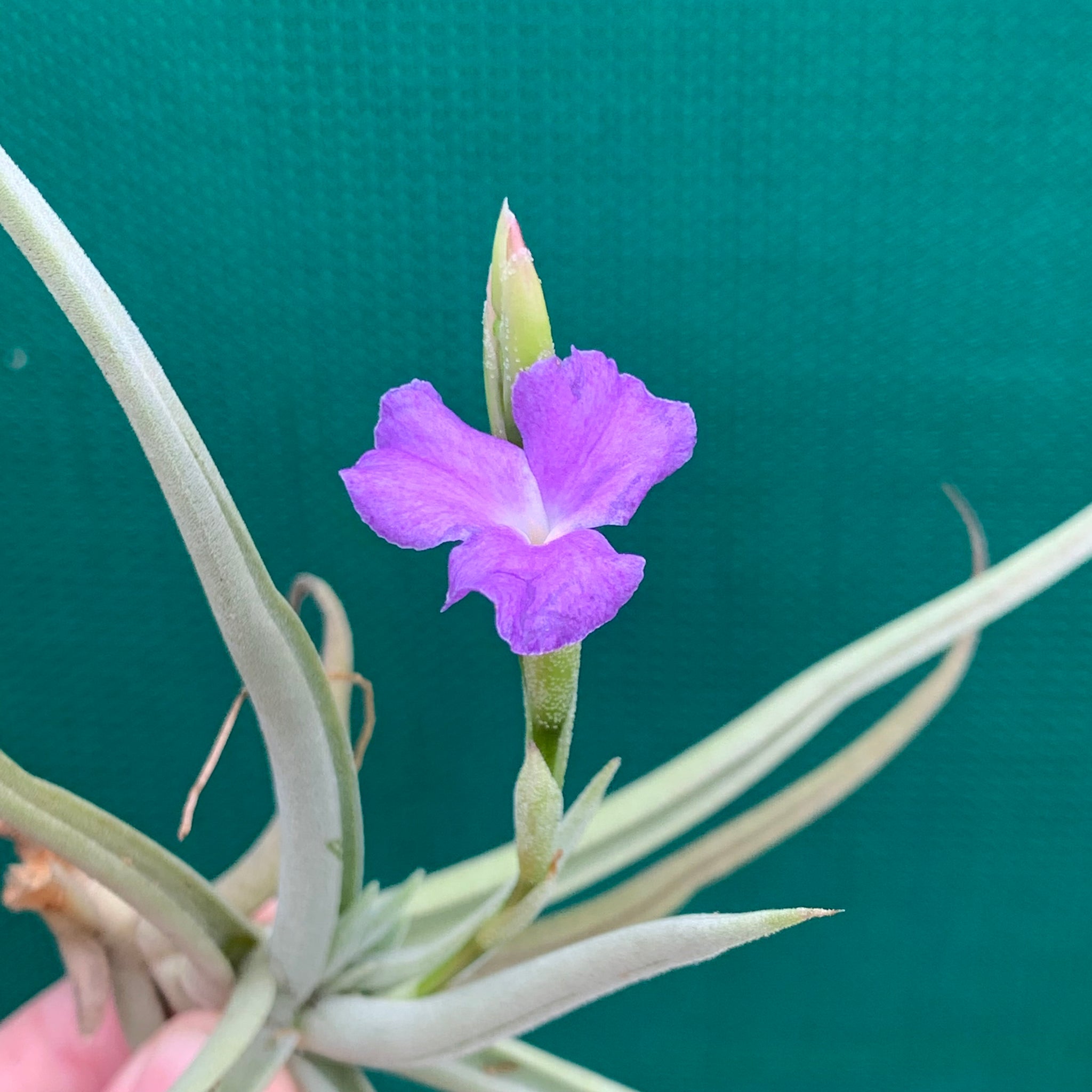 streptocarpa air plant Tillandsia - streptocarpa 'Chicitos Sukk Grun' (Fragrant)