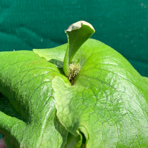 Platycerium - Ellisii