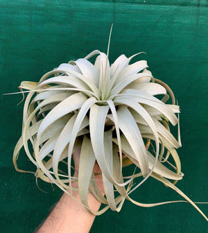 Tillandsia - xerographica