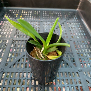 Orchid - Vanda Mericlone ‘V. Kulwadee Fragrance x V. Gordon Dillon’